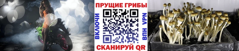 где найти   Долинск  Псилоцибиновые грибы прущие грибы 